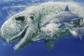 Sự thật ngỡ ngàng “món ăn vặt” yêu thích của siêu cá mập Megalodon 