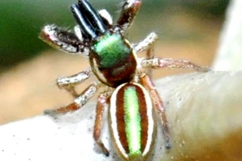 Chiêm ngưỡng loài nhện ăn chay có một không hai trên thế giới