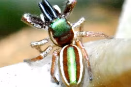 Chiêm ngưỡng loài nhện ăn chay có một không hai trên thế giới