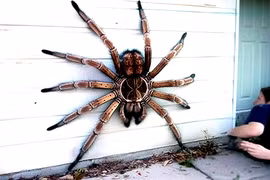 Top loài nhện có sải chân dài nhất thế giới, hãi nhất số 2
