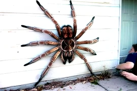 Top loài nhện có sải chân dài nhất thế giới, hãi nhất số 2