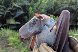 Top 10 loài rơi kỳ dị nhất hành tinh, ai thấy cũng giật mình