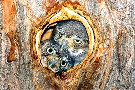 Bật mí thú vị loài cú nhỏ nhất thế giới, nặng bằng trái bóng golf 