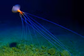 Quái dị loài mực biển sâu diện mạo như... “nhện bắn tơ”