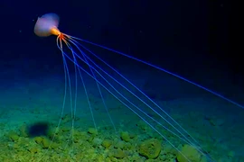 Quái dị loài mực biển sâu diện mạo như... “nhện bắn tơ”