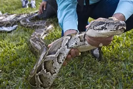 Bắt trăn xâm hại khổng lồ, chuyên gia "tái mặt" thấy thứ này trong bụng 