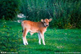 Dự đoán ngày mới 17/12/2019 cho 12 con giáp: Sửu Mão thuận lợi, Tỵ hao tài