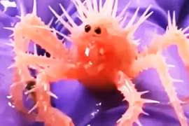 Tận mục cua tí hon có khuôn mặt ngơ ngác, dân tình phát 'sốt'