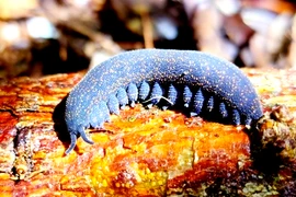 Kỳ dị loài côn trùng "máu lạnh" biến con mồi thành... súp