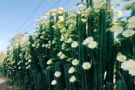 Phong thủy 2022: Bài trí cây cảnh sao để chiêu tài rước lộc, ăn Tết to? 