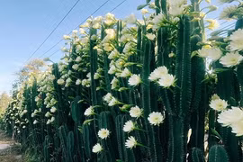 Phong thủy 2022: Bài trí cây cảnh sao để chiêu tài rước lộc, ăn Tết to? 