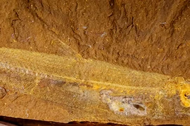 Lộ thứ hoàn hảo trong hóa thạch cá 15 triệu năm, chuyên gia sững sờ 