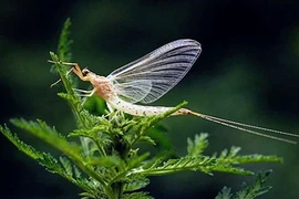 7 động vật có tuổi thọ ngắn nhất hành tinh: Bất ngờ "trùm cuối"! 