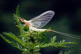 7 động vật có tuổi thọ ngắn nhất hành tinh: Bất ngờ "trùm cuối"! 