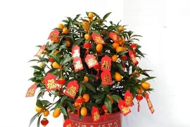 12 con giáp nên trồng cây gì để vượng lộc, hút tiền năm 2021