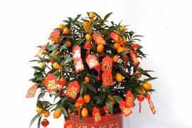 12 con giáp nên trồng cây gì để vượng lộc, hút tiền năm 2021