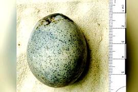 Soi quả trứng La Mã 1.700 tuổi, rùng mình thứ quái quỷ bên trong