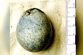 Soi quả trứng La Mã 1.700 tuổi, rùng mình thứ quái quỷ bên trong