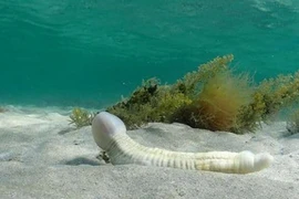 Bất ngờ loài cá có ngoại hình “nhạy cảm": Hóa ra là đặc sản!