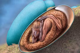 Kinh ngạc hóa thạch khủng long con cuộn mình trong trứng: Hoàn hảo khó tin! 