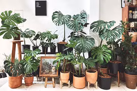 Bày đúng cây cảnh này, gia chủ "hốt trọn hũ vàng" năm Nhâm Dần 2022 