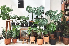 Bày đúng cây cảnh này, gia chủ "hốt trọn hũ vàng" năm Nhâm Dần 2022 