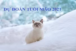 Dự đoán năm Tân Sửu 2021 cho người tuổi Mão: Hung xui lấn át, vận thế khó lường 