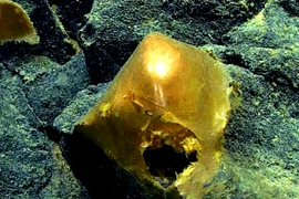 Thăm dò đáy biển, sửng sốt phát hiện quả trứng vàng bí ẩn 