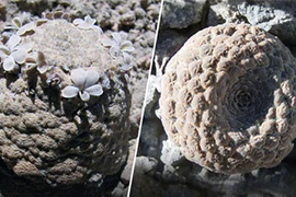 Phát hiện hai loài đẹp lạ trên dãy Andes: "Quý như vàng"? 