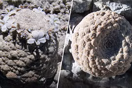 Phát hiện hai loài đẹp lạ trên dãy Andes: "Quý như vàng"? 