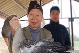 Cựu Phó Thủ tướng say mê nuôi ngỗng trời