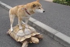 Hài hước clip chó “cưỡi” rùa dạo phố