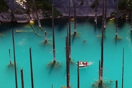 Mát mắt tận hưởng khu rừng dưới nước tuyệt đẹp