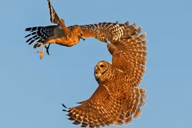 Cuộc chiến giành thức ăn giữa cú mèo và diều hâu đói