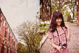 Ngắm “mưa mây hồng” tại trường Quốc học Huế