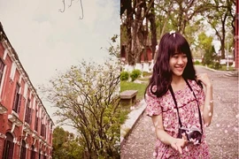 Ngắm “mưa mây hồng” tại trường Quốc học Huế