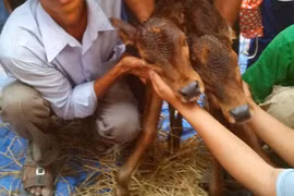 Đổ xô xem bê con hai đầu ở An Giang 