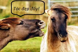 Hành động siêu hài hước của những chú ngựa (3)