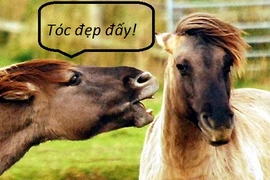 Hành động siêu hài hước của những chú ngựa (3)