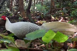 Phát hiện loài gà lôi trắng quý hiếm ở Quảng Bình