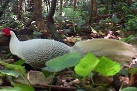 Phát hiện loài gà lôi trắng quý hiếm ở Quảng Bình