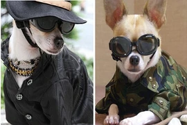 Những chú chó cực "sành điệu"