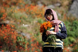 Xao xuyến ngắm cúc dại nhuộm vàng cao nguyên đá Hà Giang