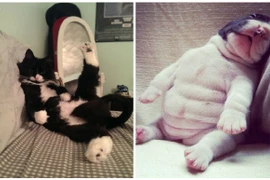 Khoảnh khắc siêu dễ thương của động vật (21)