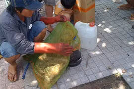 Xem sơ chế ong độc ngay giữa phố ở Đồng Nai