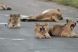 Bầy sư tử kéo nhau ra đường ăn ngủ gây ách tắc
