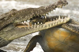 Cá sấu ngoạm đầu, xơi tái rùa biển trong chớp mắt