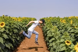 Phượt cánh đồng hoa hướng dương đẹp nhất Việt Nam