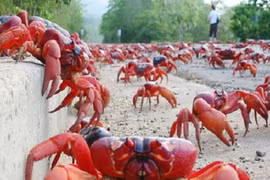 Đảo Chrismas đỏ rực vì cua “hành hương”