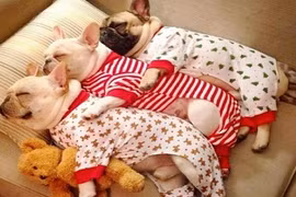 Khoảnh khắc dễ thương của động vật (8)